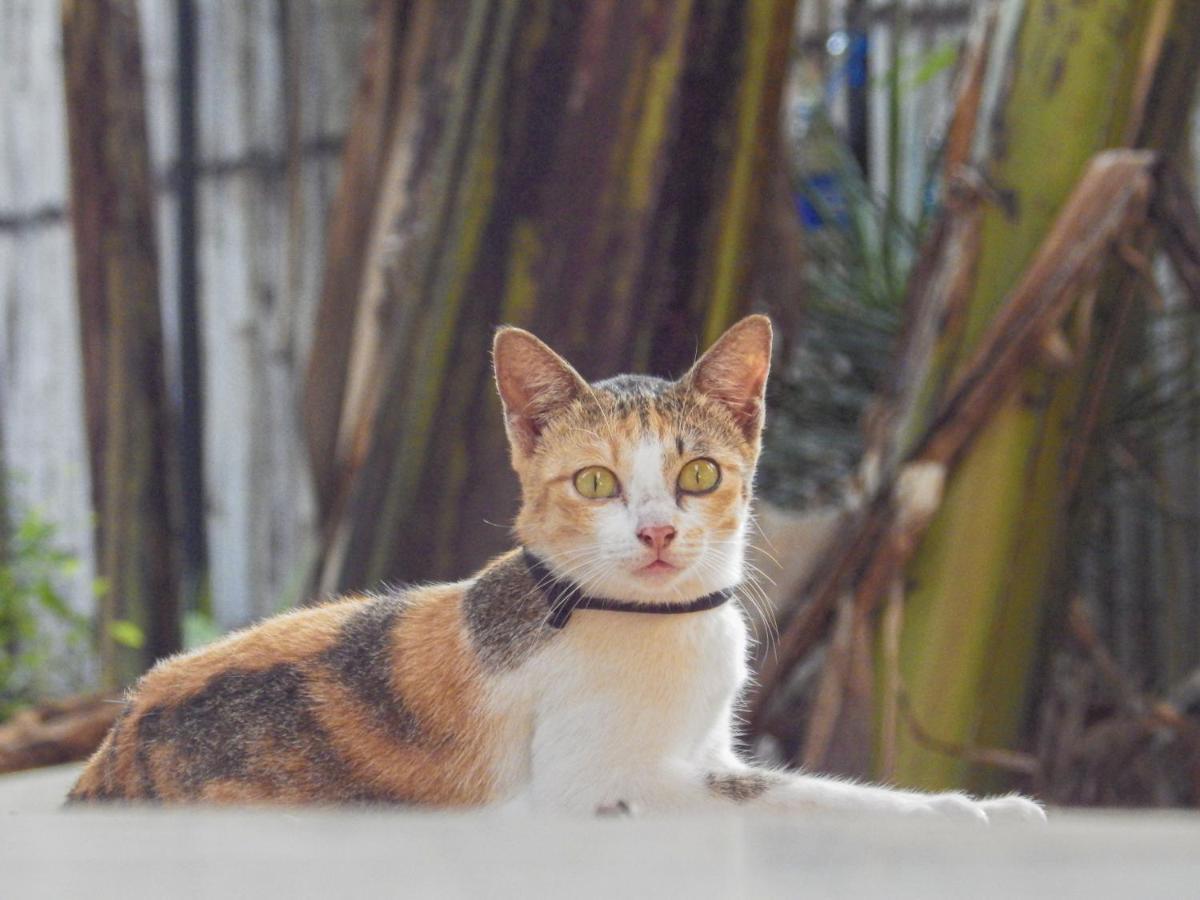 Old Village Gili Air Dış mekan fotoğraf